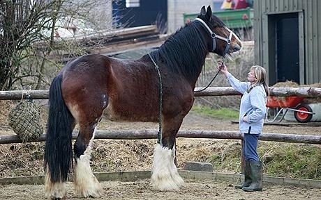 Gigantic Animal Freaks