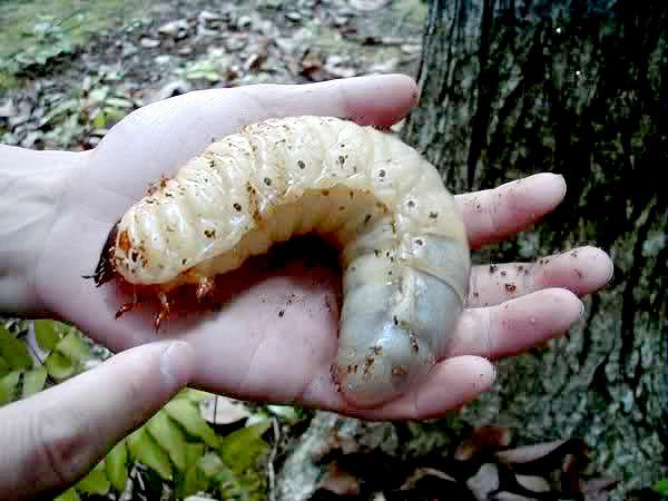 Goliath beetle grub