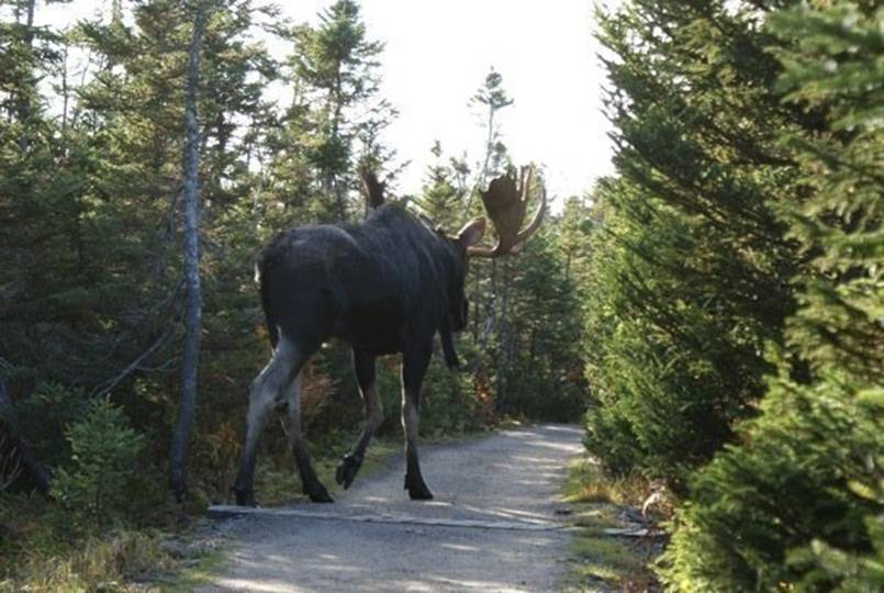 To put it into perspective... the board lying across the road is 12ft long. This moose is estimated a whopping 10ft at the shoulder!