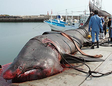 Shark in Japan