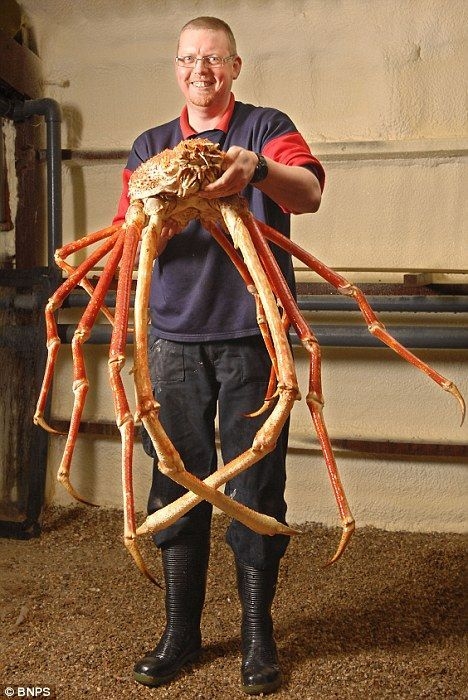 Japanese spider crab