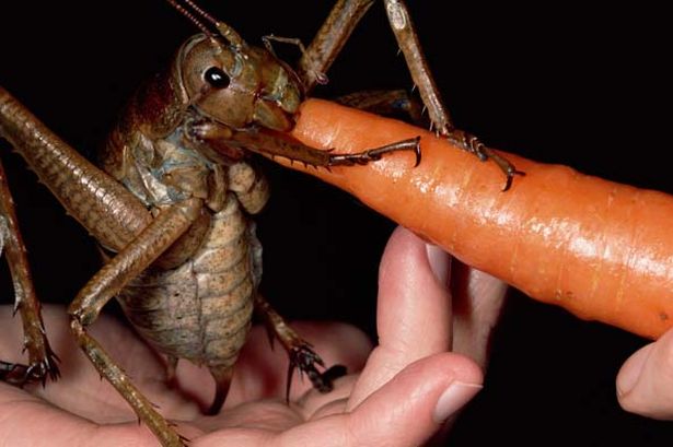 Weta Cricket, weighs more than 3 mice