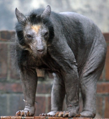 This is what it looks like when you shave a bear... Awkward.