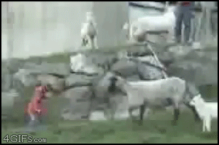 goat headbutt kid gif - 4GIFs.com