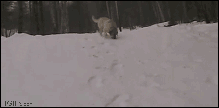 dog sliding on snow - 4GIFS.com