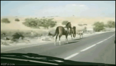 car vs horse gif - 4GIFs.com