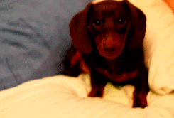 harry potter puppy gifs