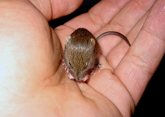 Field Mouse