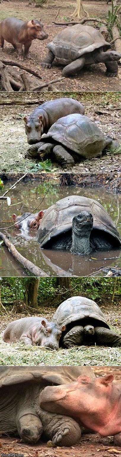 A baby hippo was swept away by a tsunami and rescued by a wild life reservation. A 130 year old tortoise immediately befriended him.