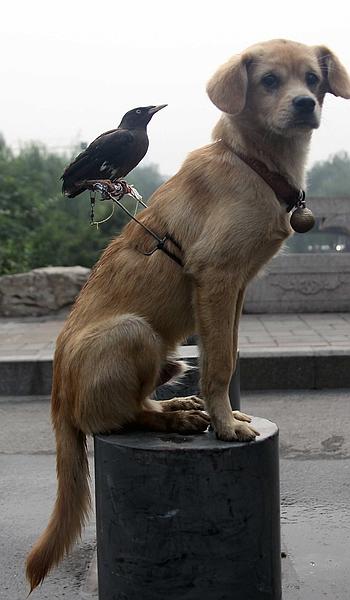 After spending a lot of time alone in the same room of the owners house, they grew fond of each other. The crow is almost always on the dog's back, the dog even barks when people try to touch his pal. The owner built a custom harness for more comfortable rides.