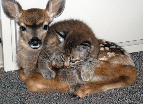 After a devastating forest fire, fire rescue ran out of crates for the animals saved from the blazes. This fawn and baby bobcat were placed together in the office. Hours later, firemen noticed they'd taken a liking to one another and cuddled for the duration they were kept together.