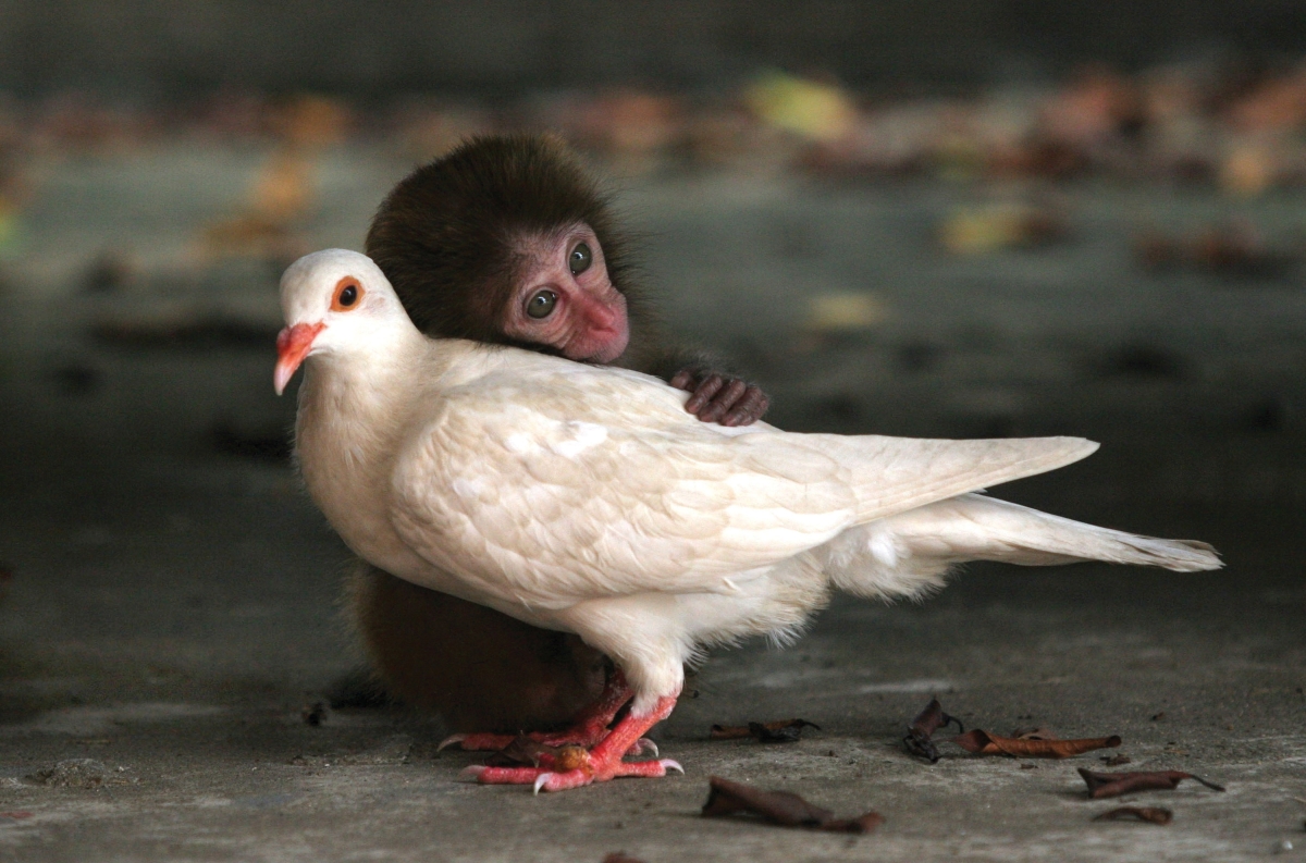 This macaque and dove lived together in an animal protection center off the coast of China. They ate, played, and slept together for two months before being released into the wild.