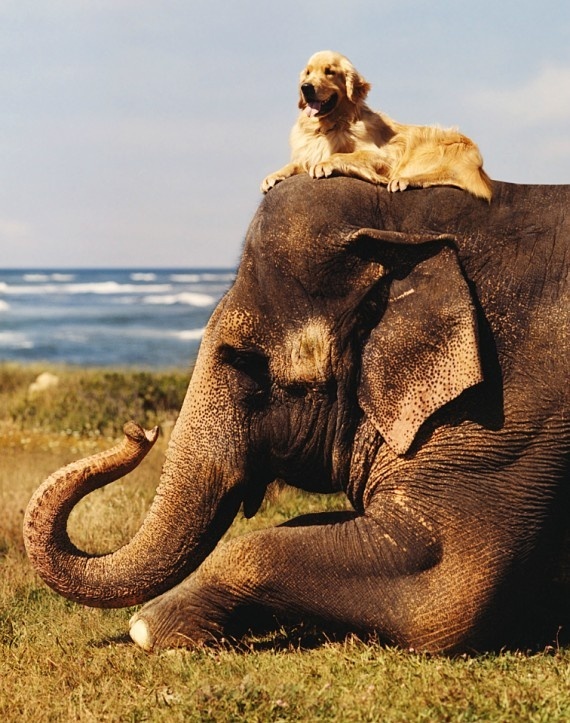 30 Unlikely Animal Friendships