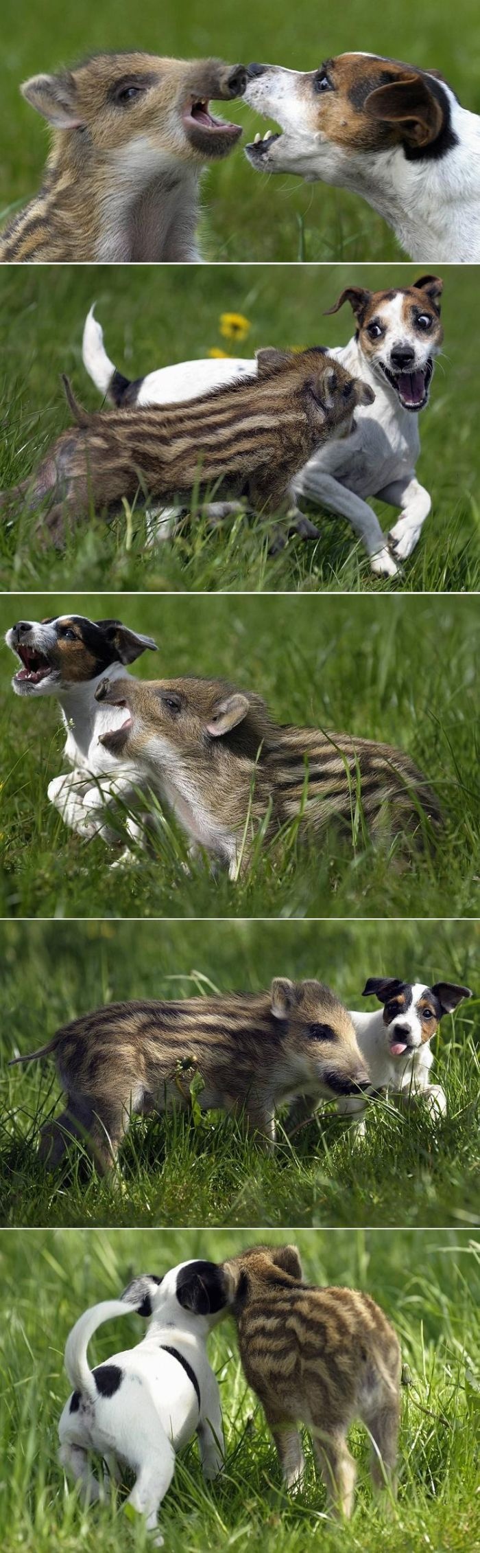 A five week old boar plays with Candy, the jack Russell terrier in Ehringhausen, Germany.
