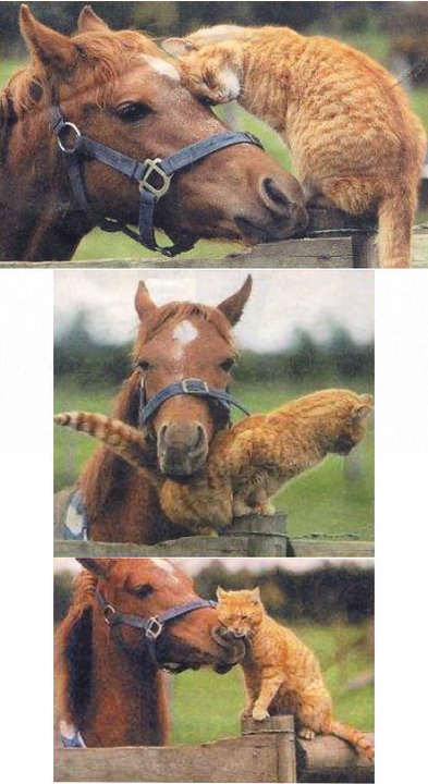 30 Unlikely Animal Friendships