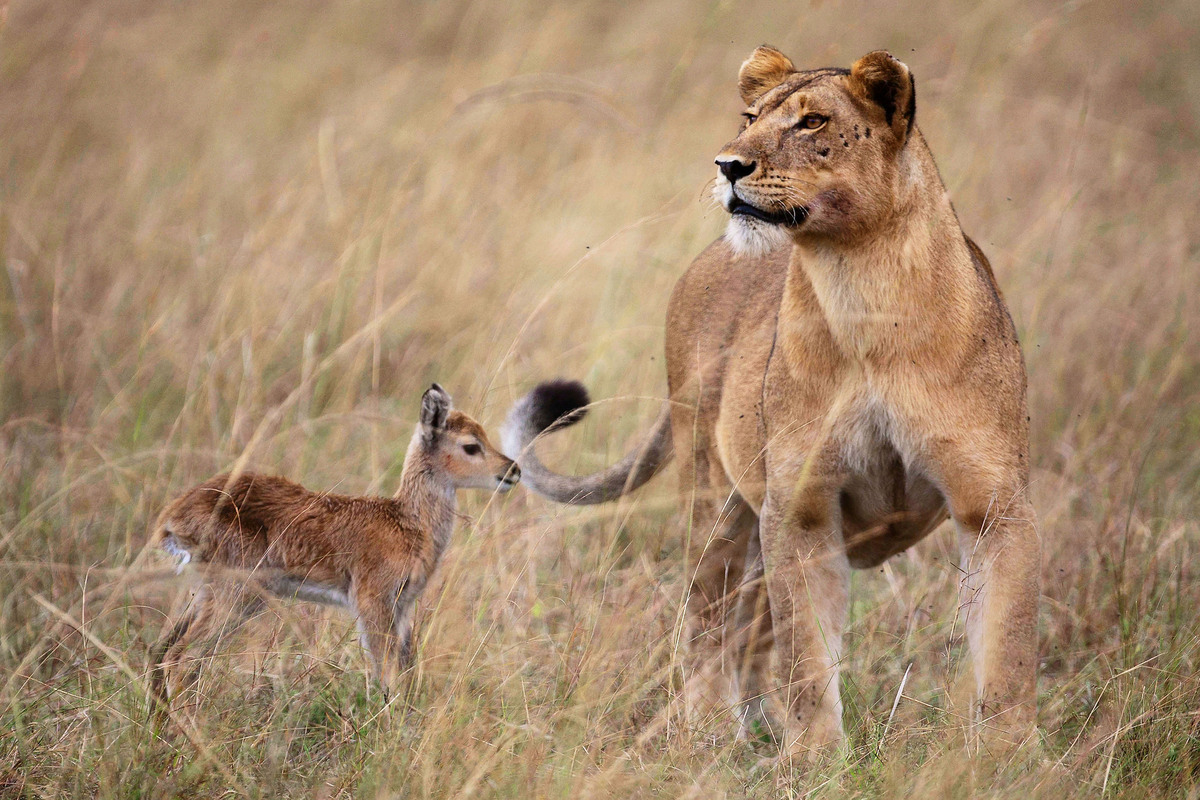 A lioness abandoned by her pack decides to adopted a baby impala after killing its mother. Several times, she tried to leave the baby in the company of other impalas,  but ended up having to take the baby back under her wing after the adult impalas were frightened away by her.