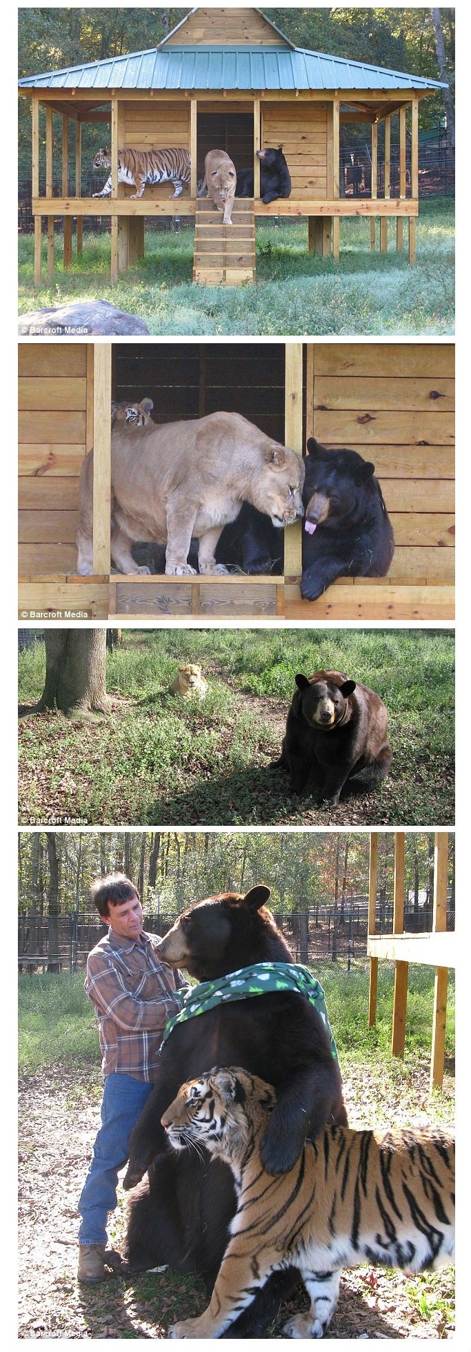 A lion, tiger, and bear raised together in the same enclosure at Noah's Ark Sanctuary in GA play ball, cuddle, and chase each other.