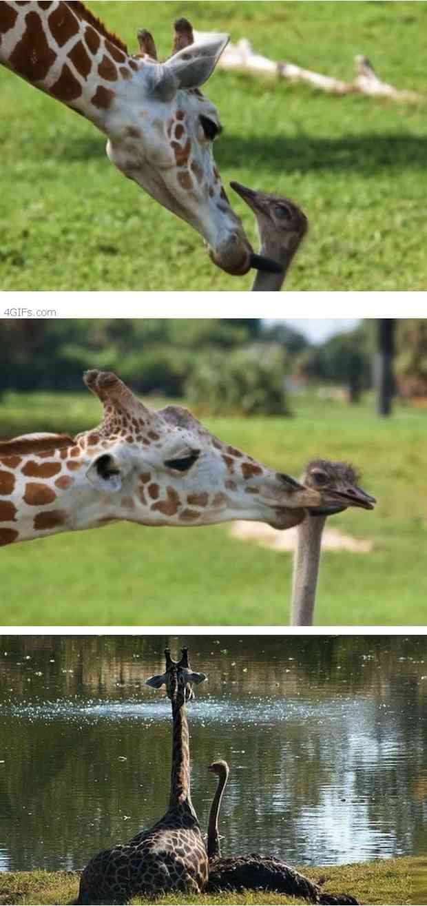A giraffe and ostrich form an odd friendship at Busch Garden's in Florida.
