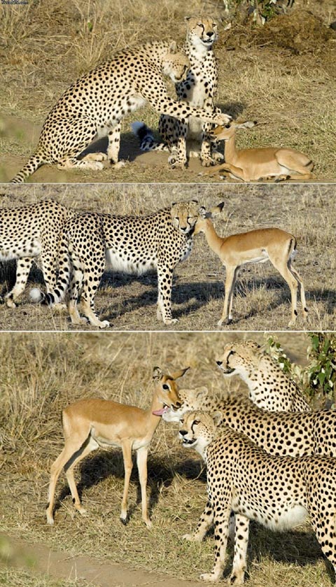 A baby impala was left behind after the rest of its group ran away from the cheetahs. Instead of preying on the impala, they played gently with it a bit before simply getting bored and leaving it.