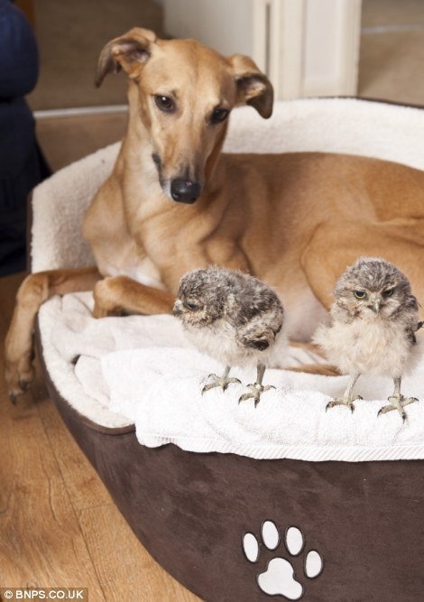 Owls that hatched at a hawk conservatory were adopted by the park keeper and became friends with his pet dog.