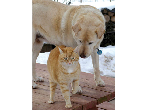 After a family took in this stray cat, she grew fond of their elderly dog. Realizing the dog was blind, the cat took on the responsibility of leading the dog to his water, food, shade, and toys. She would follow closely under his chin to guide him.