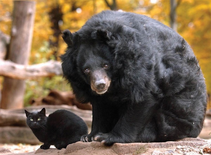 A stray cat wandered into this asiastic bear's enclosure at the Berlin Zoo. It's been coming back frequently for 10 years to visit its friend.
