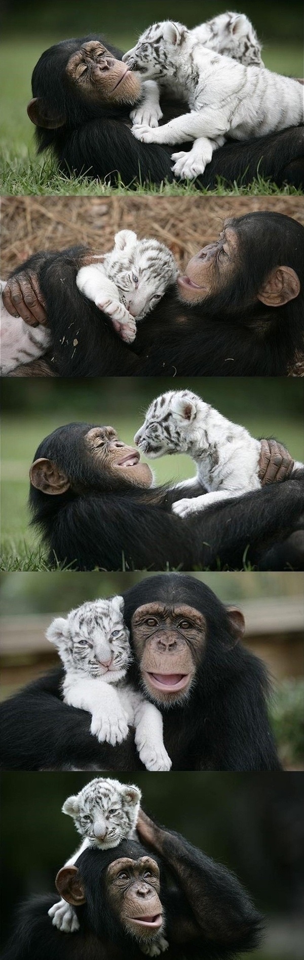 At the TIGERS institute in South Carolina, a chimp raises tiger cubs after they were separated from their mother.
