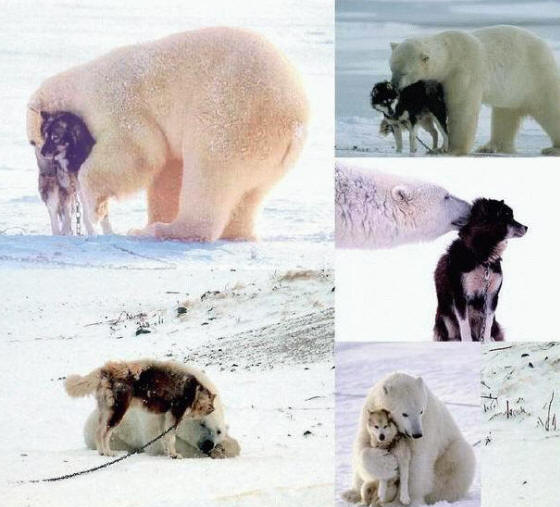 A photographer witnessed a wild polar bear coming upon tethered sled dogs in the wilderness of Canada's Hudson Bay. Instead of devouring the dogs, they played and cuddled. The polar bear returned every night that week.
