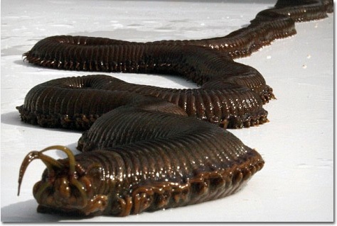 You guys have to Google this horrific creature and read about it. It's called the Bobbit Worm... KILL IT WITH FIRE.