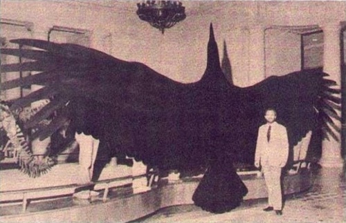 Argentavis magnificens: Magnificent Argentine Bird- With a wingspan of 21 ft, Argentavis is the largest known bird to ever fly. It lived 6 million years ago in the open plains of Argentina and the Andes mountains, and it is related to modern-day vultures and storks but with feathers the size of Samurai swords.