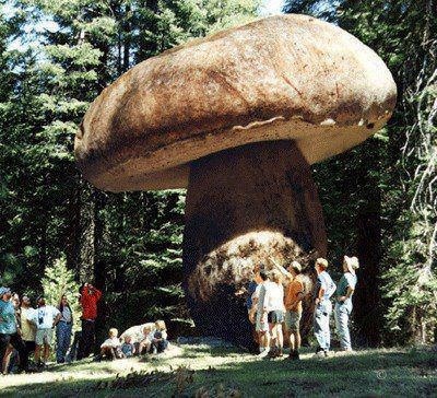 Giant mushroom in Oregon over 2,400 yrs old. Its root system covers 3.4 sq. miles of Land and it is still growing.