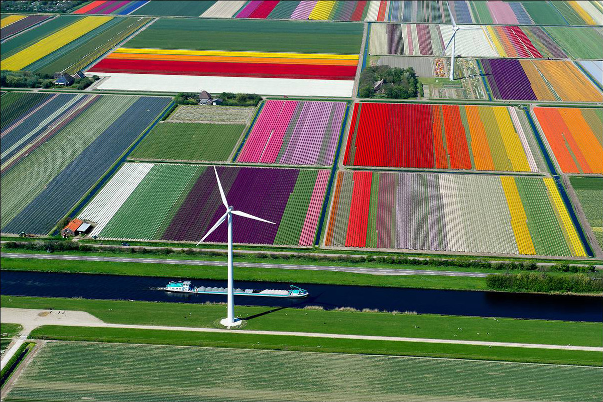 A Tulip Farm in Netherlands
