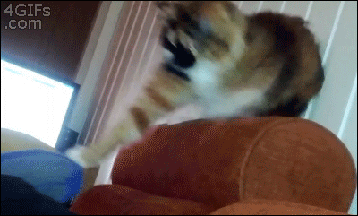 animal gif gif cats that forgot how to cat - 4 GIFs .com