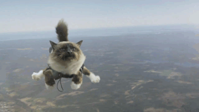 animal gif cat skydiving gif