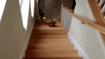 animal gif climb stairs backwards gif