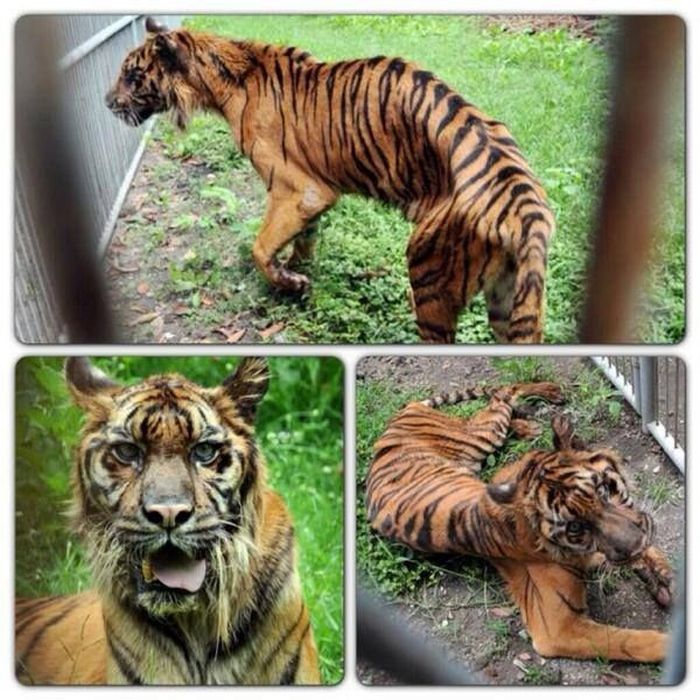 Animal HELL called Surabaya Zoo WARNING: DISTURBING IMAGES
