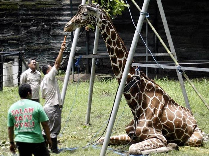 Animal HELL called Surabaya Zoo WARNING: DISTURBING IMAGES