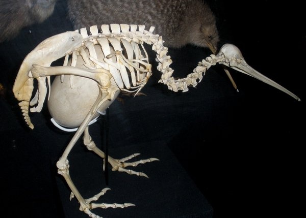 The Kiwi has the largest egg to body ratio of any bird in the world