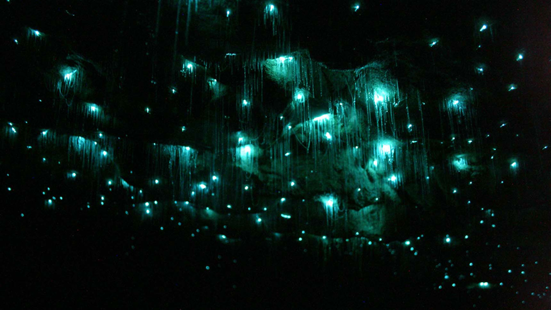 The Waitomo Caves in New Zealand are inhabited by thousands of glow worms that give off beautiful luminescent light.