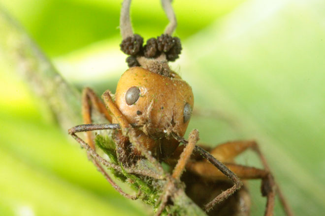 Zombie Fungus found in the Brazilian Rain Forest infects an ant, and then takes over its brain. The Zombie Fungus then kills the ant once it causes it to move the fungus to an ideal location for the fungi to grow and spread its spores.