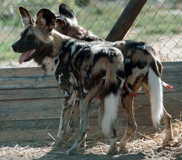 Maddox Derkosh, a two year old boy, was mauled to death by African painted dogs at the Pittsburg Zoo in 2012. His mother admitted to holding him out above an observation deck to get a better view of the dogs, before he suddenly lurched forward and fell into the enclosure. An autopsy confirmed he didn't die from the fall, but rather from being savagely ripped apart by the wild dogs.