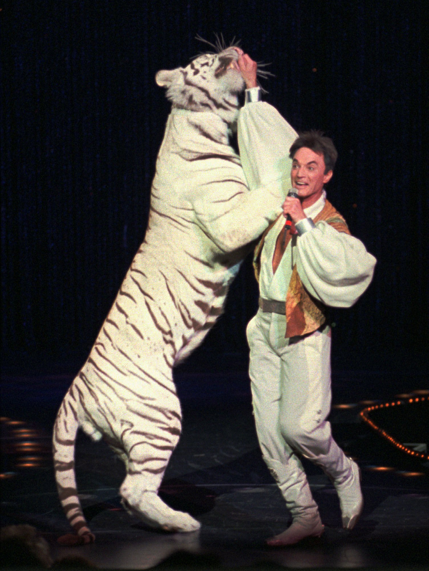 In 2003 a 7 year old white tiger named Montecore attacked performer Roy Horn of Siegfried and Roy during a performance on the Las Vegas strip. The attack left him with a brain injury that led to a stroke, and as a result Roy is partially paralyzed. After the brain injury, the tiger grabbed Roy in what he describes as a manner in which a tiger would pick up her cub, and dragged him off to the side of the stage. It is then that one of the tiger's teeth knicked an artery in Roy's neck, causing massive blood loss. To this day, he does not blame the tiger for the attack and Montecore has since passed away from illnesses at age 17.