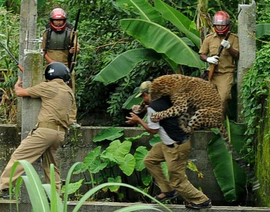 In 2011 a leopard strayed into Salugara Village and severely injured several policemen and forest guards when they tried to tranquilise it. When they raised an alarm, it startled the leopard and it tried to flee, injuring five villagers in the process. The leopard also sustained injuries, as policemen used batons and knives in an attempt to save their collegues. The leopard later died in veterinary care while its injuries were being treated.