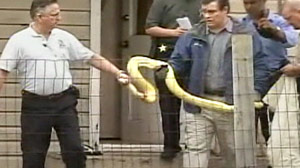 Jaren Hare and Charles Darnell were both sentenced to 12 years in prison in 2009 for manslaughter and child neglect when their 8 and a half foot albino burmese python escaped its enclosure and entered their toddler's room in the middle of the night. The python's tank only had a quilt for a lid and was kept just 12 feet from two year old Shaianna's bedroom. The snake slithered into her crib where it wrapped around her body and crushed her to death. Their were also several puncture marks on the length of her body indicating the python had tried to swallow her whole.