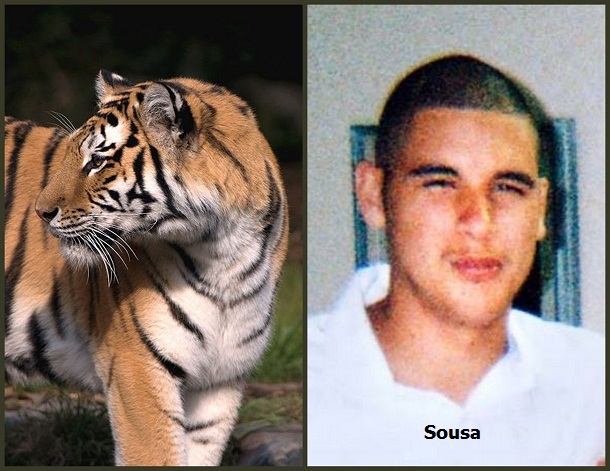 Christmas of 2007, a female siberian tiger was killed in a hail of gunfire after killing 17 year old Carlos Sousa Jr. and injuring two of his friends. Claw marks were found at the top wall of its enclosure at the San Francisco Zoo, indicating that the tiger was able to get enough leverage to leap up from the dry moat at the bottom and pull itself out. Zoo officials claim the boy must have really agitated the tiger, as she walked right past easily accessible hogs that would make a great food source, and instead followed Sousa's trail.
