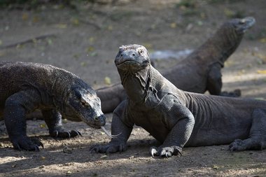 Phil Bronstein suffered a komodo dragon attack while at the L.A. Zoo with his wife, actress Sharon Stone. Shortly before the attack, Bronstein was advised to remove his white sneakers, as they resembled the white rats that the dragons were fed. Inside the cage with a zookeeper, one of the komodo dragons then lunged at Bronstein's foot and clamped down, severing tendons and crushing the casing of his big toe. After surgery, medication and antibiotics, he made a full recovery.