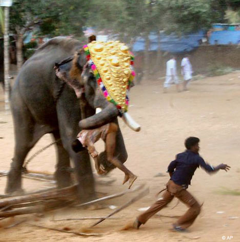 During a religious festival in southern India, an elephant became enraged after seeing the mistreatment of another elephant nearby. The elephant killed its handler before rampaging around the area injuring 18 other people. Video footage from the 2007 attack shows the graphic incident. The elephant carries its trainer in its trunk as it charges through frantic crowds of people.
