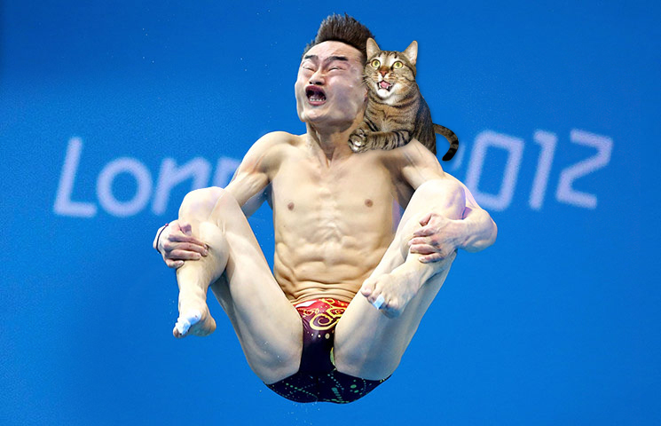 cat jumping off high dive