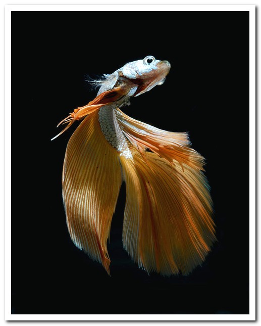 Stunning Portraits of Siamese Fighting Fish