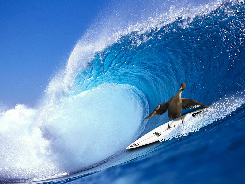 A bird goes surfing